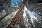 Fresh snow coating the trunk of this forest giant. Art Print